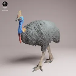Southern Cassowary