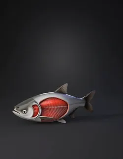 fish anatomy model showing cutaway musculature grey body with red int