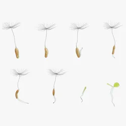 Process Of Dandelion Germination