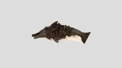 dolphin and rat