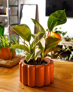 Flower contour plant pot
