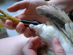 Parametric Chicken Leg Brace