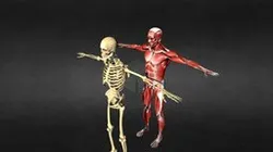 muscle + bones + normalmaps