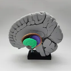 Basal Ganglia (Deep Brain Nuclei)