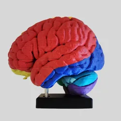 Cerebral Vascular Territories Model