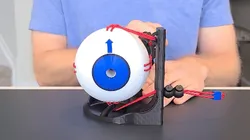 Extraocular Muscles - Human Eye Model