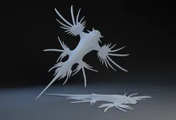 Glaucus Atlanticus : Blue Dragon
