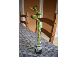 Lucky Corona Bamboo Planter