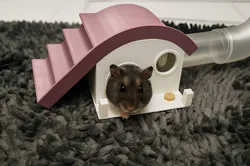 Hamster house