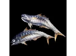 MHW Dual Blades - Whetfish Sabres