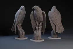 Peregrine Falcon