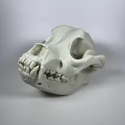 American Bulldog Cranium and Mandible