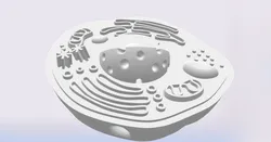 Mini Animal Cell Combined Into One Model