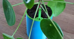 Self watering plant pot