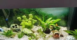 Shrimp Cave