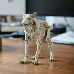 Tiger Skeleton Anatomy – Highly Detailed Big Cat Skeletal 3D Model for Education & 3D Printing