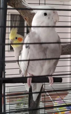 Bird Cage Perch