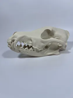 Coyote Cranium and Mandible