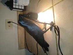 Crow-shaped lamp