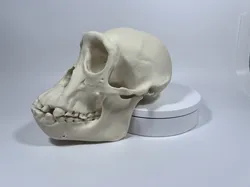 Adult Female Chimpanzee Cranium and Mandible