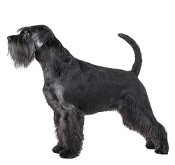 SCHNAUZER DOG MODEL