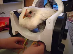The Bawkmobile - Chicken Wheelchair