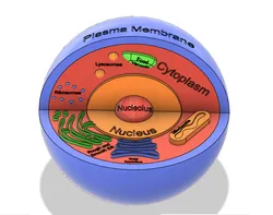Animal Cell 3d Sphere Model