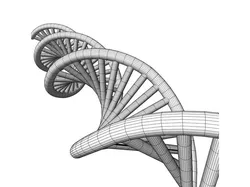 Molecular model of DNA