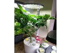 Aerogarden light extension