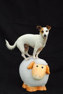 Jack Russel