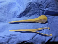 Common Kiwi Skull