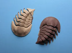 Articulated Trilobite
