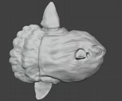 Mola Mola (Ocean Sunfish)