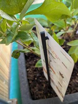 Plant label stick 30 cm