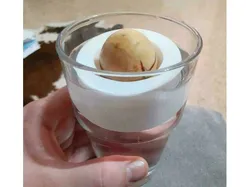 Avocado Seed holder / swimmer