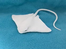 Bat Ray (Myliobatis californica)