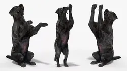 Black Begging Labrador Dog Fur Animated Rigged for Cinema 4D 3D model