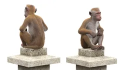 Brown Macaque Sitting on Stone Lantern Fur 3D model