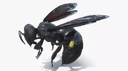 Carpenter Bee Insect Black Ready Pose 3D model