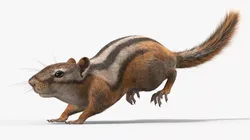 Forest Ground Squirrel Fur Rigged 3D model