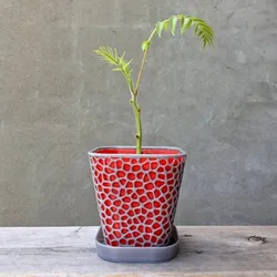 Gratis Other STL indir - flower_pot_inside_v2.stl1111 - Erin B