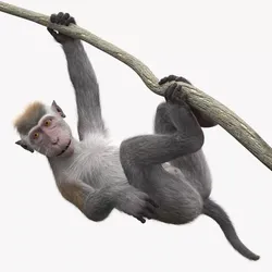 Gray Macaque Hanging on Branch Fur 3D model