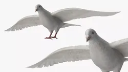 Lowpoly Dove Wings Extended White Rigged Low-poly 3D model