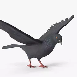 Lowpoly Pigeon Wingspread Black Rigged 3D model