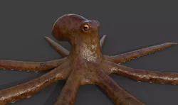 Octopus Low-poly 3D model