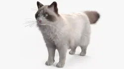 Ragdoll Cat Fur 3D model
