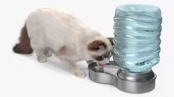 Ragdoll Cat with Pet Drinker Fur 3D model