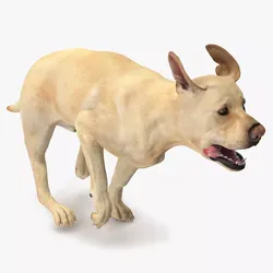 Running White Retriever Dog Animated Rigged for Cinema 4D 3D model