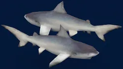 Shark (GTA SA).
