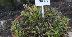 Sign for Flowerpot